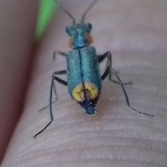 Clanoptilus marginellus