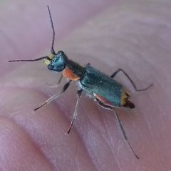 Clanoptilus marginellus