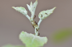 Tetramorium tsushimae