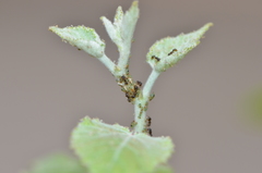 Tetramorium tsushimae