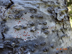 Ramboldia cinnabarina