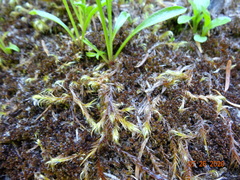 Drepanocladus