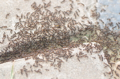 Tetramorium tsushimae