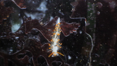 Diaphoreolis lagunae