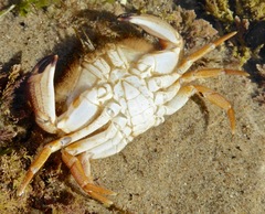 Metacarcinus anthonyi