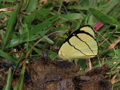 Perisama oppelii erebina