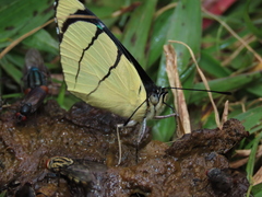 Perisama oppelii erebina