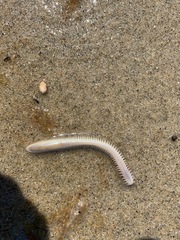Phyllodocida