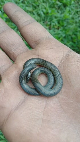 Elliot's Earth Snake