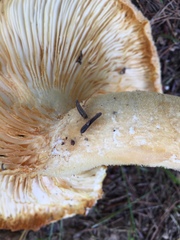 Pleurotus levis