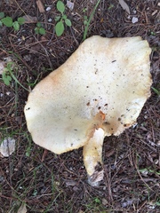 Pleurotus levis