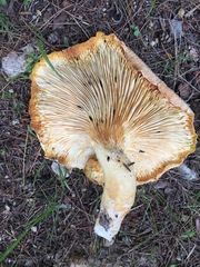 Pleurotus levis