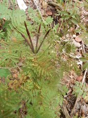 Desmanthus leptolobus