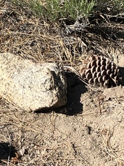 Sceloporus graciosus