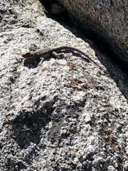 Sceloporus graciosus