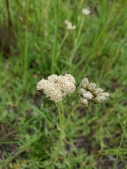 Antennaria corymbosa