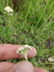 Antennaria corymbosa