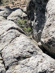 Sceloporus graciosus