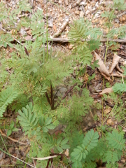 Desmanthus leptolobus