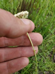 Antennaria corymbosa