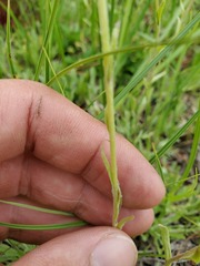 Antennaria corymbosa