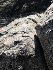 Sceloporus graciosus