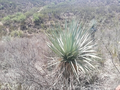 Dasylirion cedrosanum