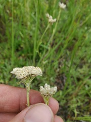 Antennaria corymbosa