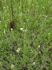 Antennaria corymbosa