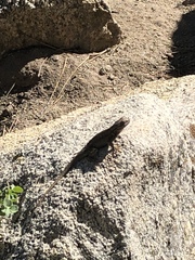 Sceloporus graciosus
