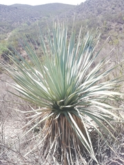 Dasylirion cedrosanum