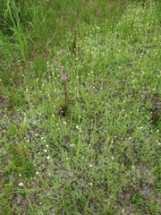 Antennaria corymbosa