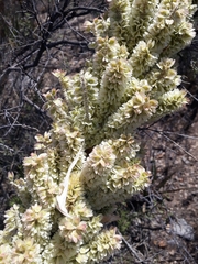 Dasylirion cedrosanum