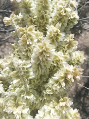 Dasylirion cedrosanum