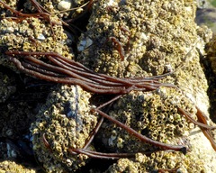 Nemalion elminthoides