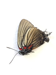 Atlides polybe
