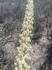 Dasylirion cedrosanum