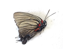 Atlides polybe