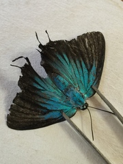 Atlides polybe