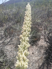 Dasylirion cedrosanum