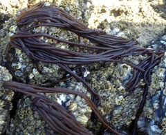 Nemalion elminthoides