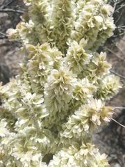 Dasylirion cedrosanum