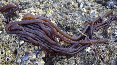 Nemalion elminthoides