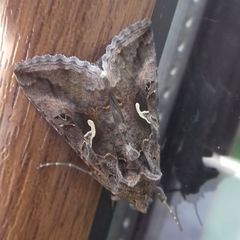 Autographa gamma