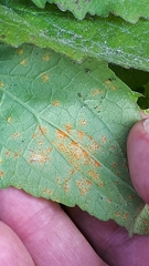 Coleosporium campanulae