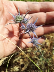 Eryngium dilatatum