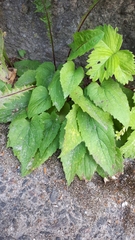 Coleosporium campanulae