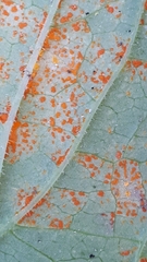 Coleosporium campanulae