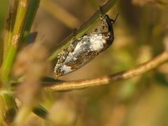Lixus cylindrus