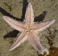 Astropecten armatus